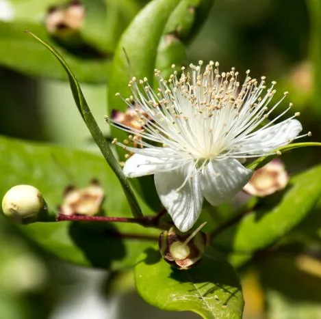 Myrtle 2